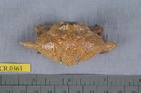 藏品(艾氏飛輪蟹)的圖片